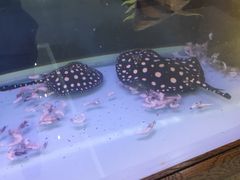 -小鱼小牛·鱼牛干锅·脆鱼火锅(世欧广场店)