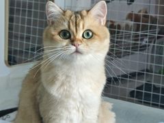 -翊宠yipet猫狗购宠庄园犬舍•猫舍