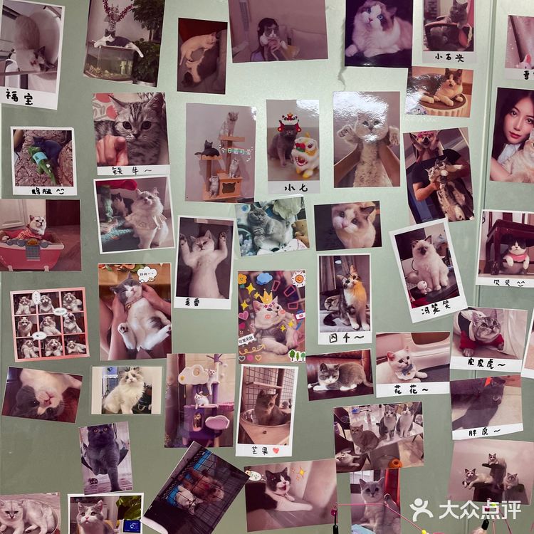 哗🙀全网no.1的猫舍原来在这里㊙️养猫有明灯🐈保180天