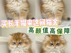 -lincat·猫舍(广州店)