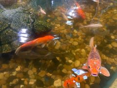 -上海大自然野生昆虫馆(东方明珠·爬宠昆虫探索中心)