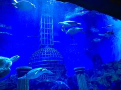 -芜湖新华联大白鲸海洋公园