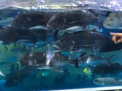 -迪拜水族馆及水下动物园