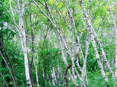 -白草畔自然风景区