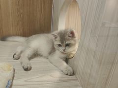 -屋虎猫馆(宝安大仟里店)