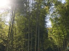 -龙坞茶村