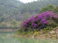 -广州白江湖森林公园