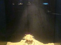 -亚龙湾中心广场·贝壳馆