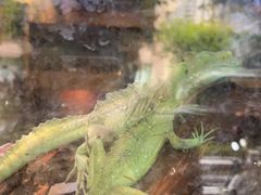 -酷以爬仙阁实体爬宠店·守宫·蜥蜴·专业繁育