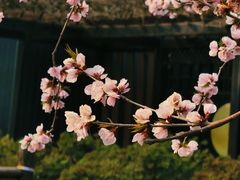 -春风习习