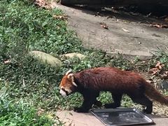 -都江堰中华大熊猫苑
