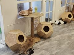 -楼上猫咖(罗湖店)