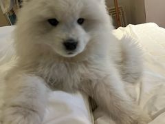 -乖乖宠物医院·猫科·骨科·24小时(云岗分院)