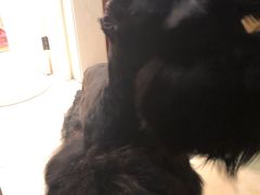 -唯美宠物生活馆(绿地国际生态城店)