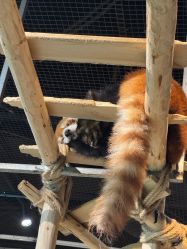 -Zoolung Zoolung动物主题公园(海信广场店)