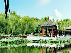 -莲花池公园