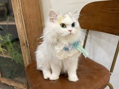 -共舞时光猫咖·狗咖(新街口店)