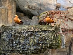 -上海野生动物园