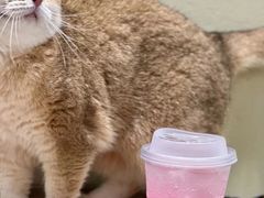 -逗柴咖啡屋·狗咖猫咖宠物桌游