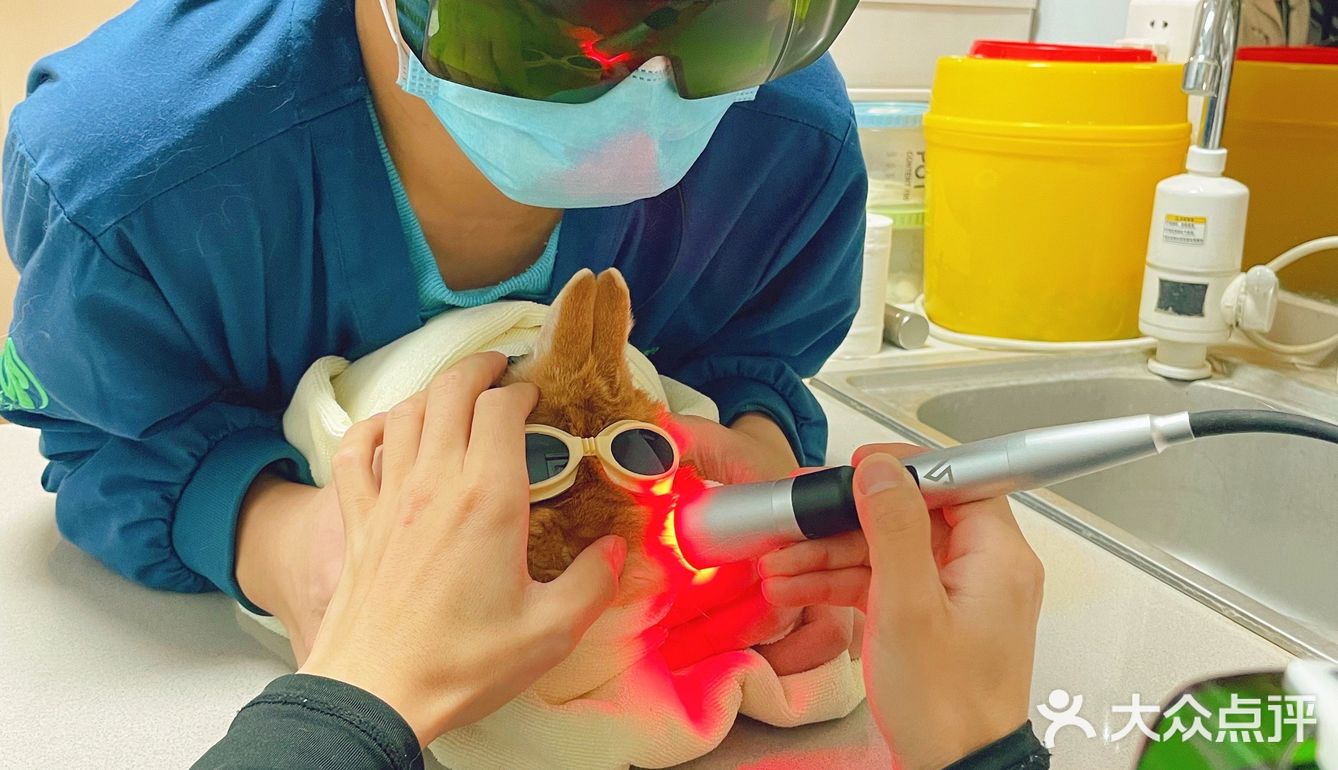 萌兔的一场健康之旅🚢｜关忠动物医院🏥