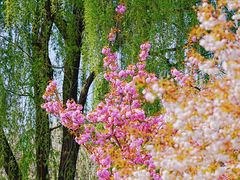 -莲花池公园