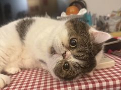 -关爱宠物医院·猫科中心·消化科(滨湖万达分院)