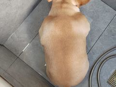 -宠福鑫康馨动物医院·骨科·眼科