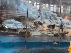 -帝企鹅自助餐厅•儿童岛•真企鹅(长隆企鹅酒店)