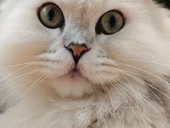 -李小姐の猫咖啡馆(五角场店)