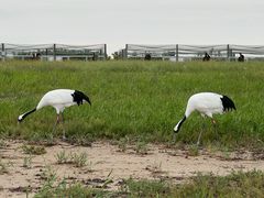 -盐城丹顶鹤湿地生态旅游区