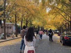 -三里屯东五街银杏大道