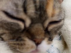 -欧奕国际动物医院