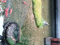 -几荷·恰似故人来(秀水广场店)
