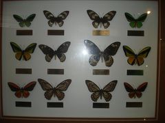 -上海昆虫博物馆