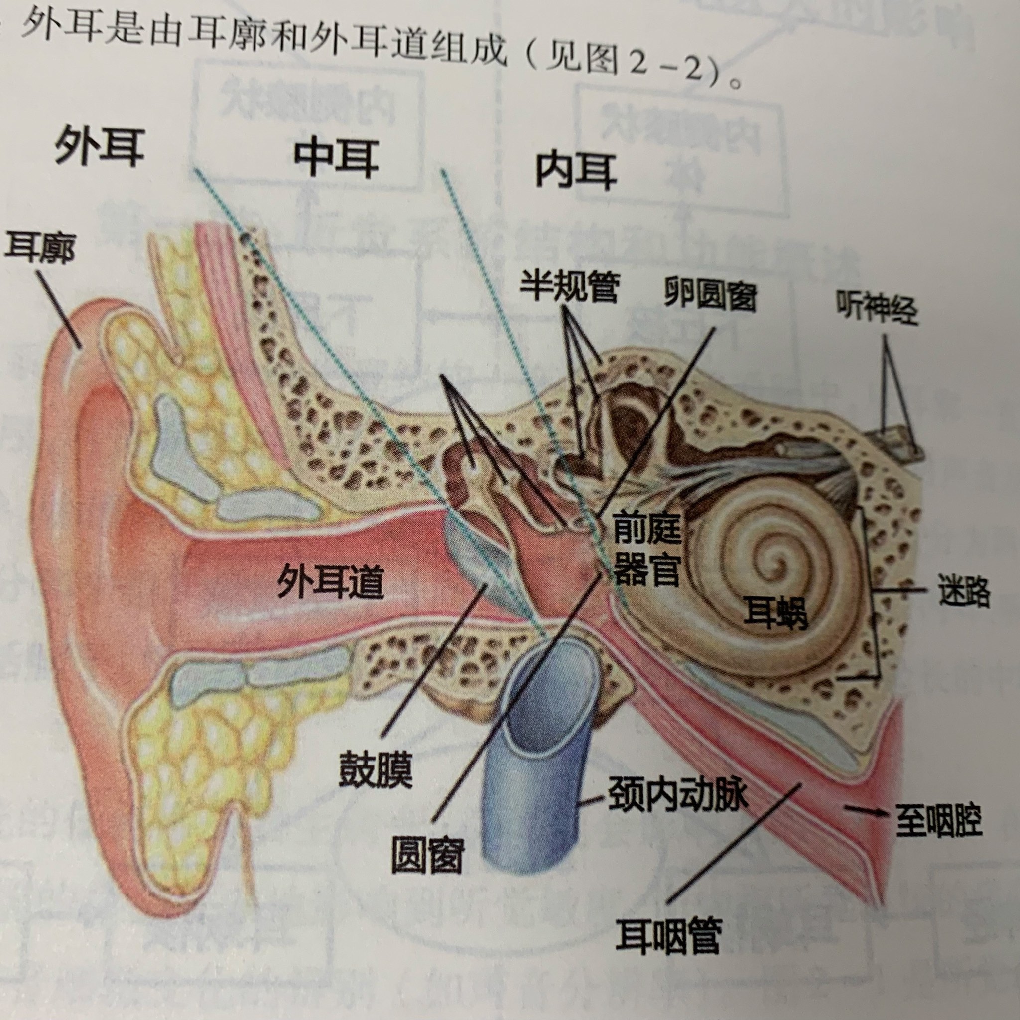 外耳道基本上是一个s型的管状结构 正