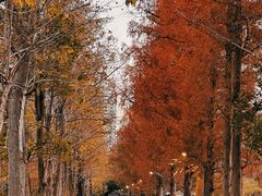 -洋湖国家湿地公园