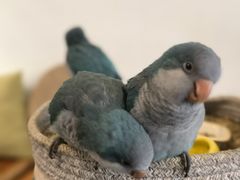 -吉丁鸟咖·异宠·寄养