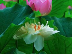 -莲花池公园