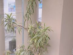 -BeauTea水仙(coco park店)