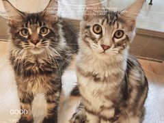 -十年猫舍·猫咪专门店(普陀店)