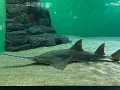 -上海海洋水族馆