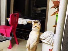 -猫大福·Fortune Cat猫舍(百子湾店)