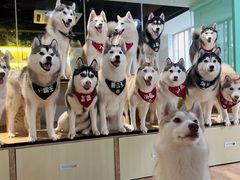 -Husky Go! 哈士奇体验馆·宠物咖啡厅狗咖