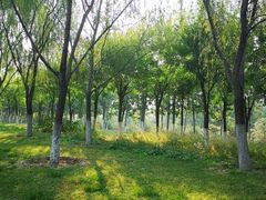 -永定河休闲森林公园