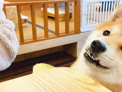 -豆柴町-柴犬主题狗咖(红鼎国际C座店)