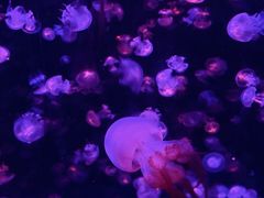 -重庆欢乐海底世界