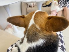 -怪兽屋·羊驼·猫咖·狗咖(俊华广场店)