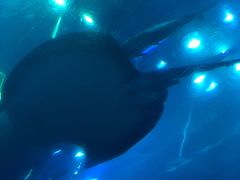 -迪拜水族馆及水下动物园