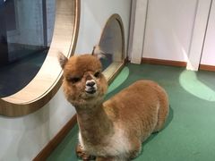 -藦茜花园宠物主题亲子互动体验馆(国顺东路店)