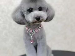 -乐琪宠物(青塔西路店)